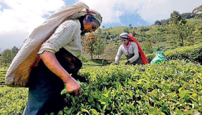 Dismantling the case against decent wages in tea plantations