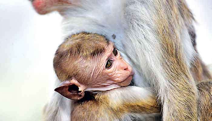 WNPS urges caution over monkey numbers
