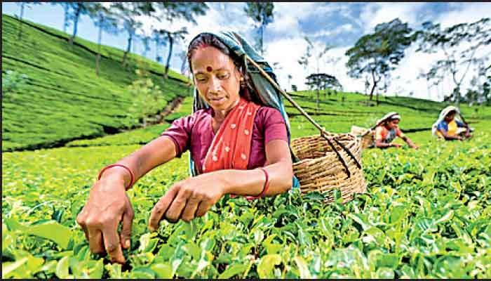 Tea exports volume up 14% in Oct.