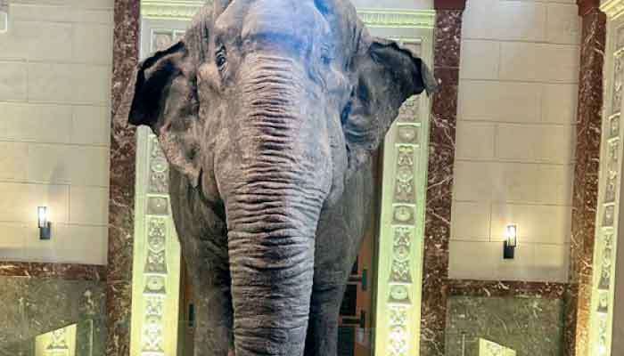 Late Lankan elephant Vishva Mali on permanent display at Philippine National Museum