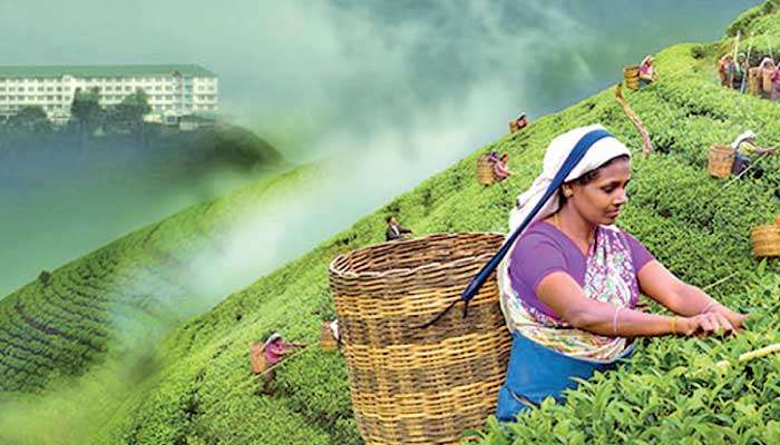 Negative start for tea production in 2024