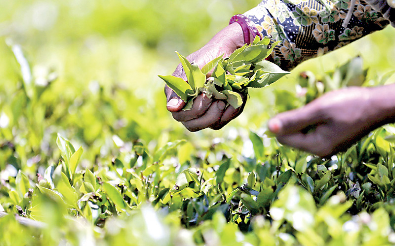 Sri Lanka FOB prices for black tea highest in the world Image_0ee33e0f1d
