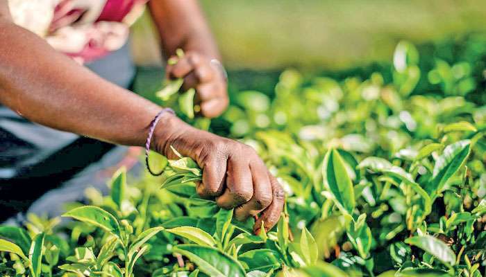 Tea grower’s story: Context for humanity