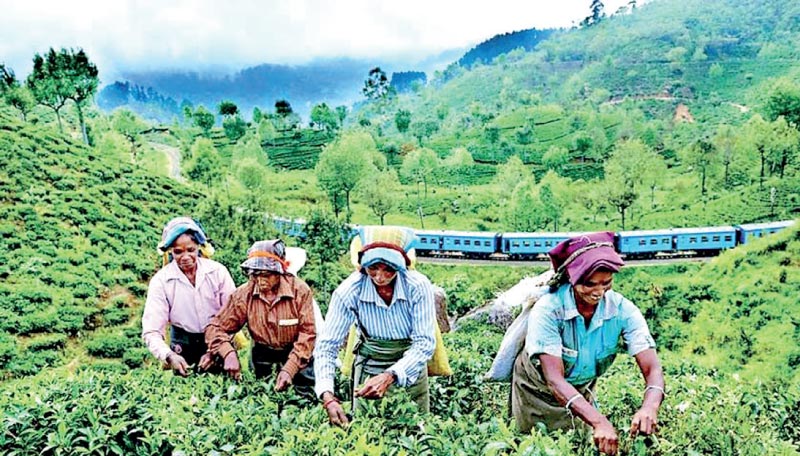 Sri Lanka celebrates International Tea Day 2024 tomorrow