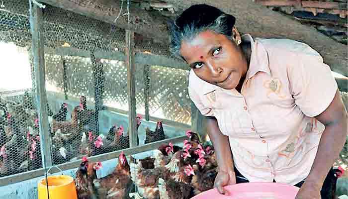 Level playing field for Maize: Securing future of poultry industry