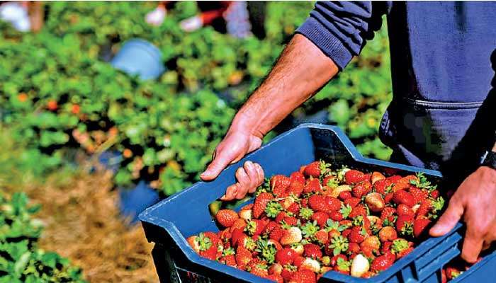 Farm incomes in rich countries could be 20 times higher than South Asia, sub-Saharan Africa by 2035