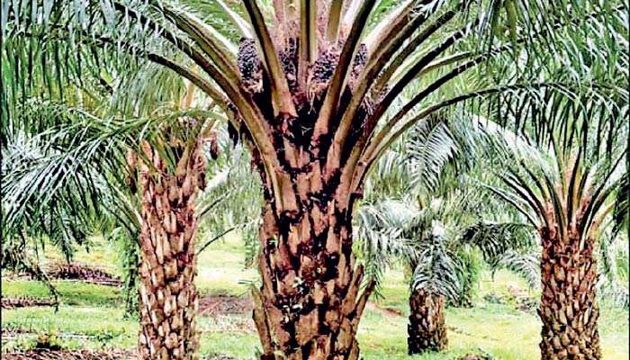 Carson, Bukit Darah units face impact from Indonesia’s new palm oil land laws