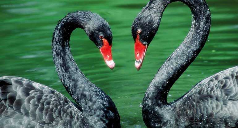 Black Swans the airline industry | Daily FT
