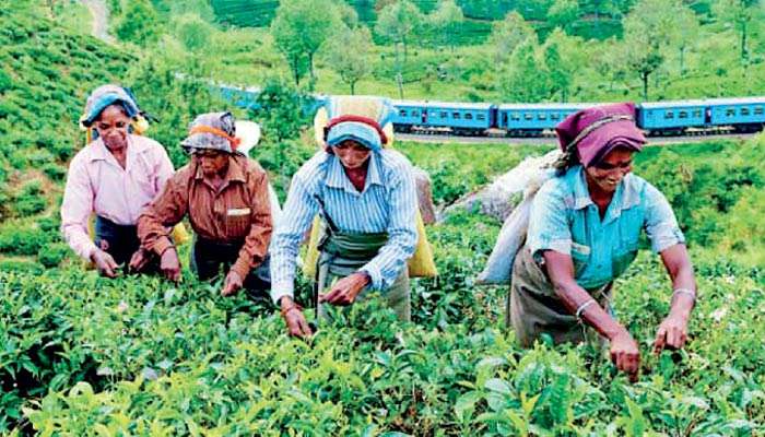 Jan. national sales average for tea eases