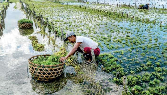 Unveiling potential of seaweed farming in Sri Lanka