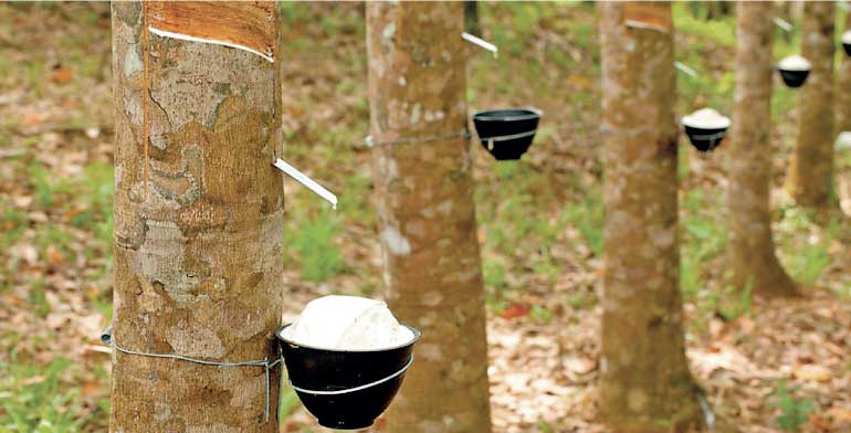 Global Natural Rubber Production Up 7% In 2017 But Consumption Dips ...