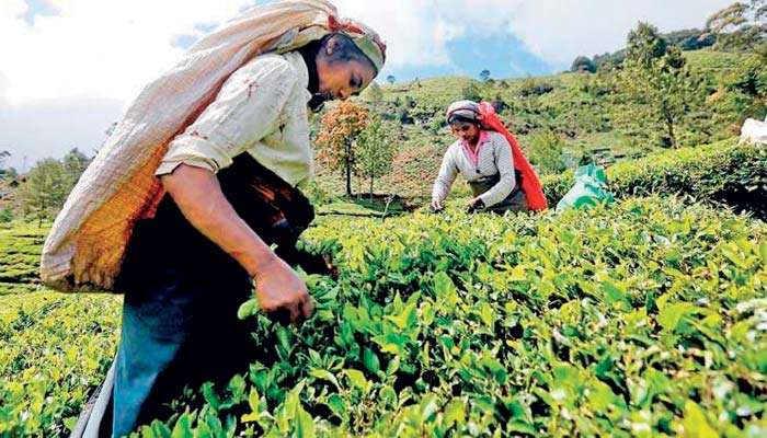Tea prices extend slide for third straight month in March