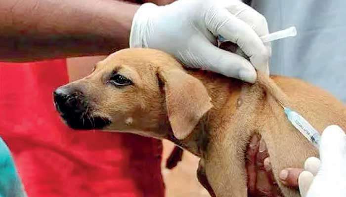 Rabies-free Sri Lanka: One health and vital role of veterinarians
