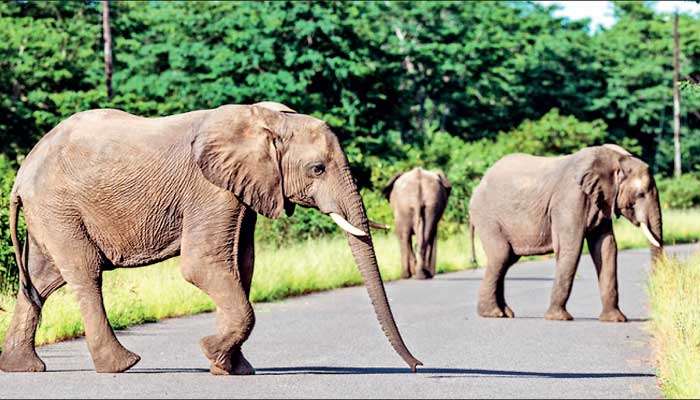 Wake-up call on human-elephant conflict and animal cruelty