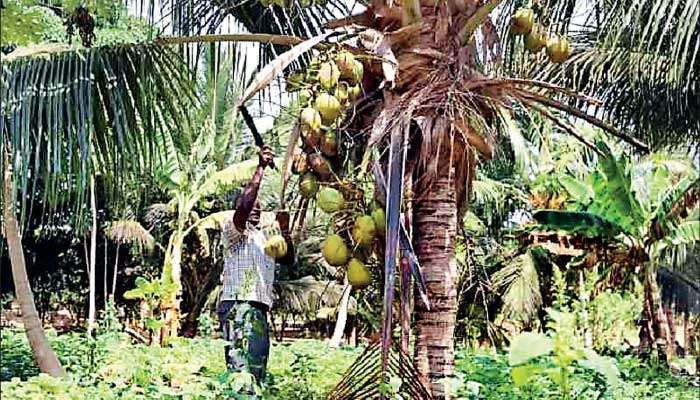 Coconut growers in dilemma
