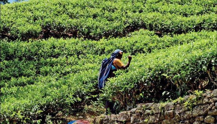 Healthy minds, safe workplaces: A shared responsibility for Sri Lanka’s future of work