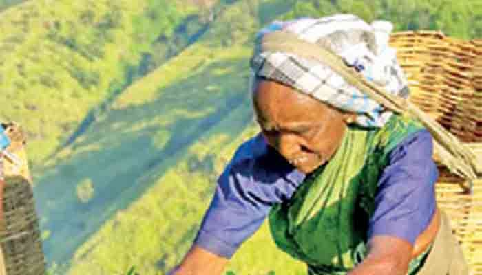 Tea export earnings rise to $ 1.29 b in first  10 months of 2025