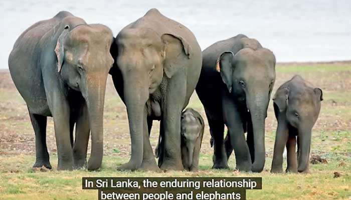 Latest episode of groundbreaking docuseries by Prince William puts spotlight on Sri Lanka’s wildlife