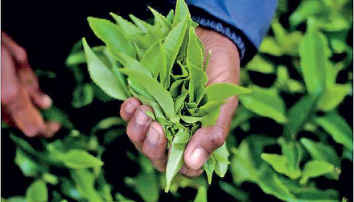 Tea export earnings rise 13% YoY to $ 1.4 b in first 11 months