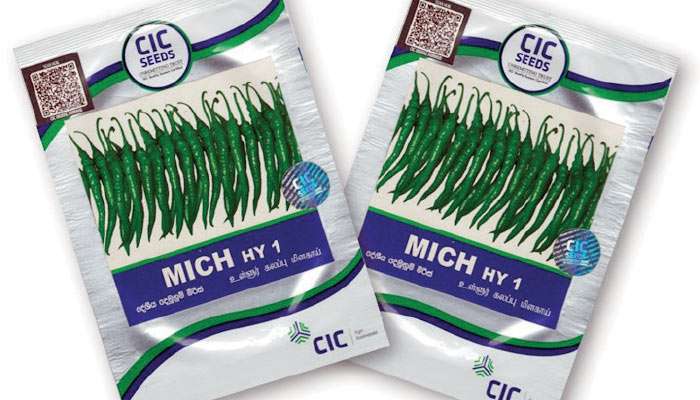 CIC Seeds breaks new ground with export of hybrid chilli seeds to Bangladesh