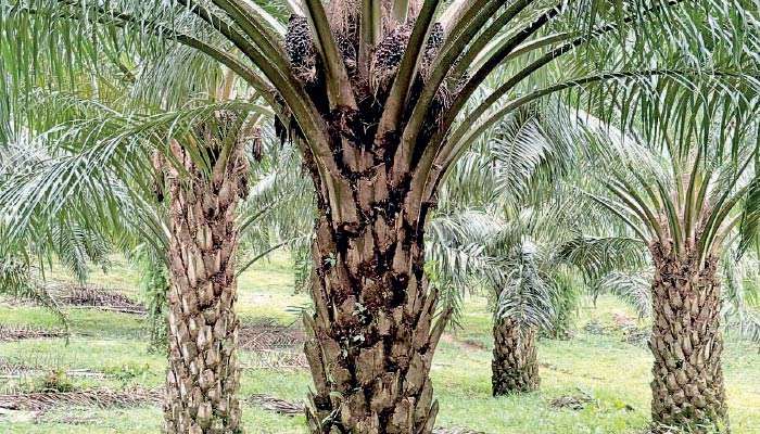 Unlocking economic constraints through Oil Palm cultivation