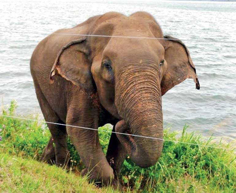 The evils of translocating wild elephants | Daily FT