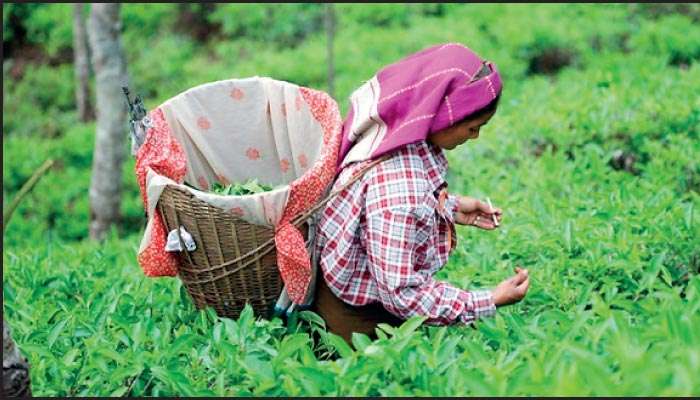 Tea output dips 14.5% in March amid dry weather