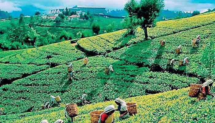 Tea output dips 1% in July; seven-month crop down 2.6%