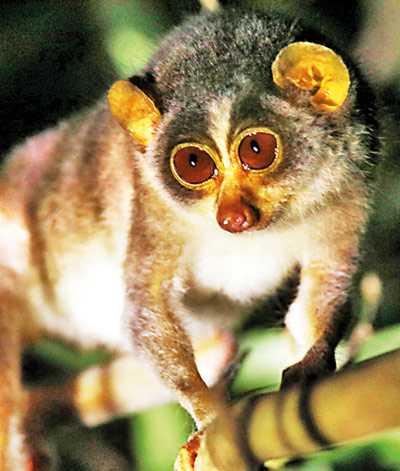 Jetwing Vil Uyana Celebrates Ten Years of Loris Conservation | Daily FT