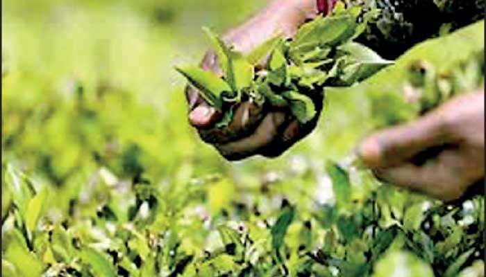 Fertiliser shortages threaten plantation sector output, PA warns