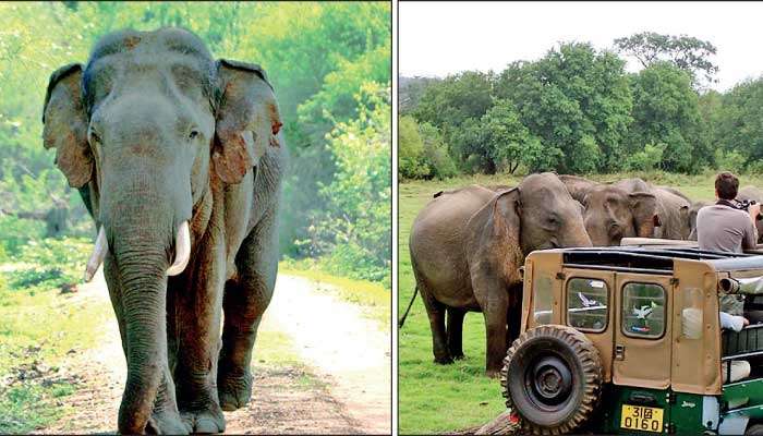 How much is a wild Sri Lankan elephant worth?