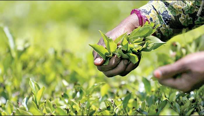 Sri Lanka tea crop falls in May, drags down cumulative production