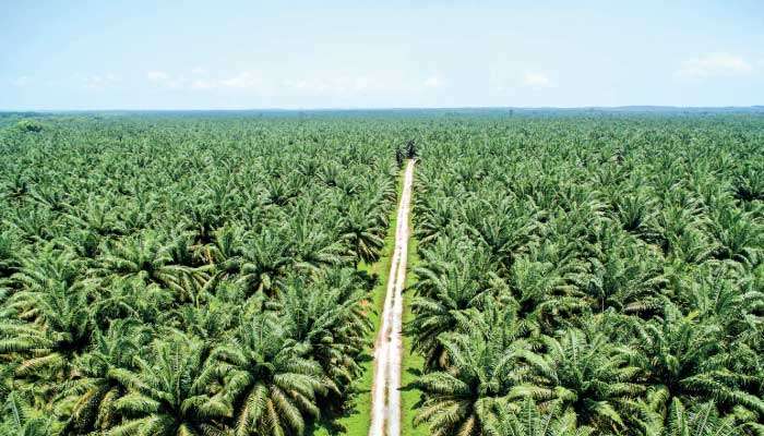 Palm oil, rubber and coconut: Ending the plantation crop bias