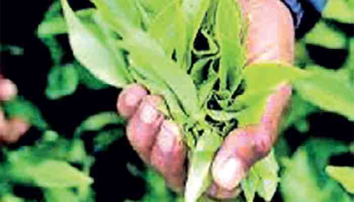 National tea sale average up in August, but dips YoY