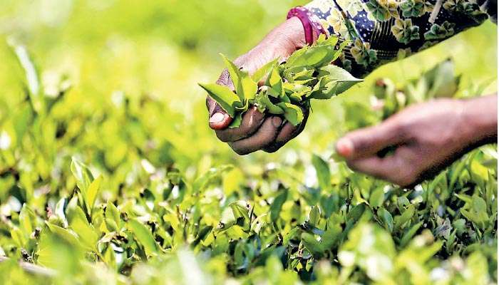 To save its famed tea, Sri Lanka must look to the soil