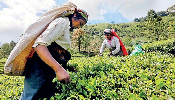 Unlocking wealth in tea sector