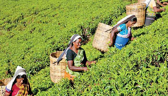 NPP Government’s troubling ambivalence on Malaiyaha Tamils