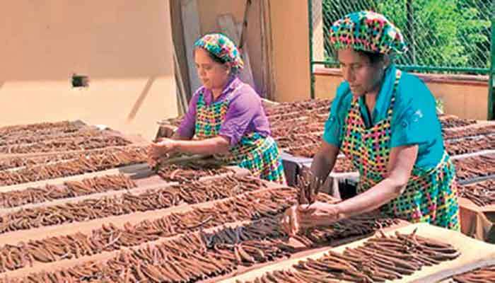 Organised cash crop theft hurting plantations