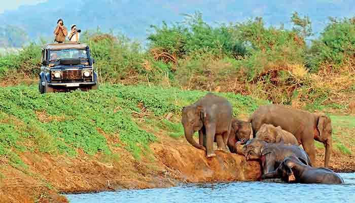 From warning to wake-up call: Elephants  now drive 40% of Sri Lanka’s tourism economy