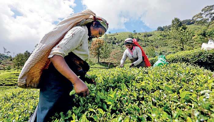 The great tea illusion