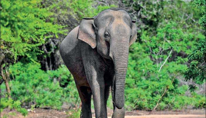 Elephants in the fridge and humans in the wedge?