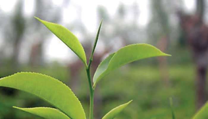 Heat wave, Red Sea crisis send global tea prices up