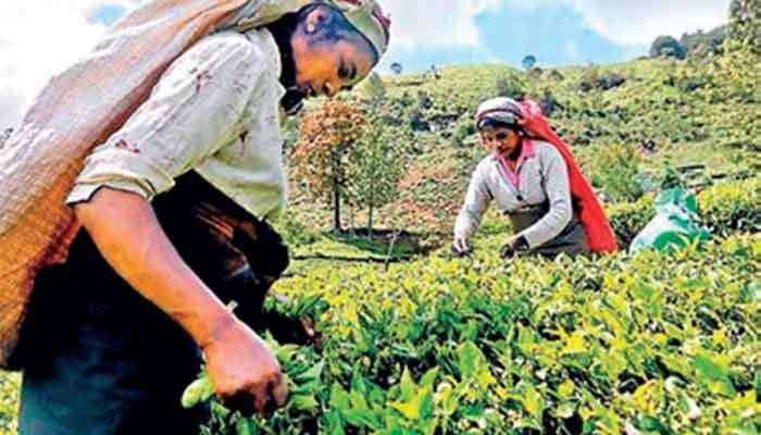 High Grown tea crop sinks to 34-year low in Aug.