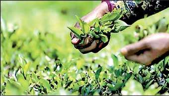 National tea sales average up MoM, but dips YoY