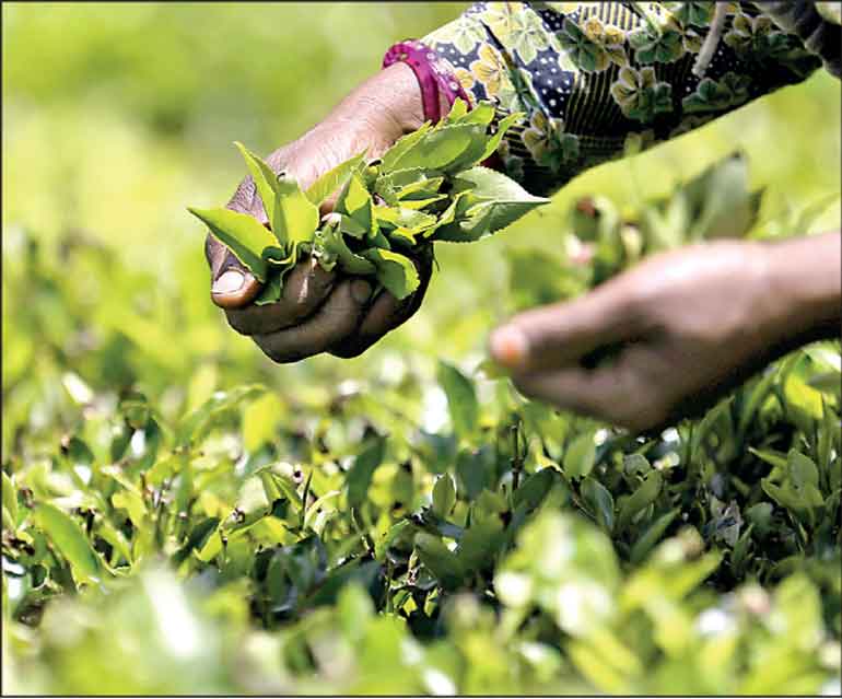 research report on tea industry