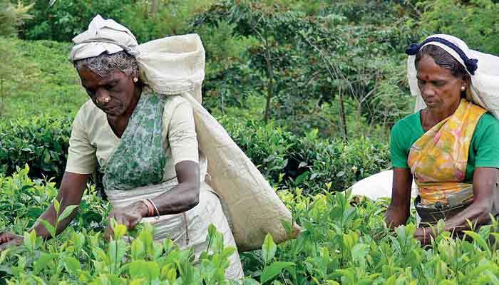 From estates to equity: Reimagining Sri Lanka’s plantation sector