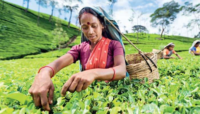 Tea industry in 2025: An overview