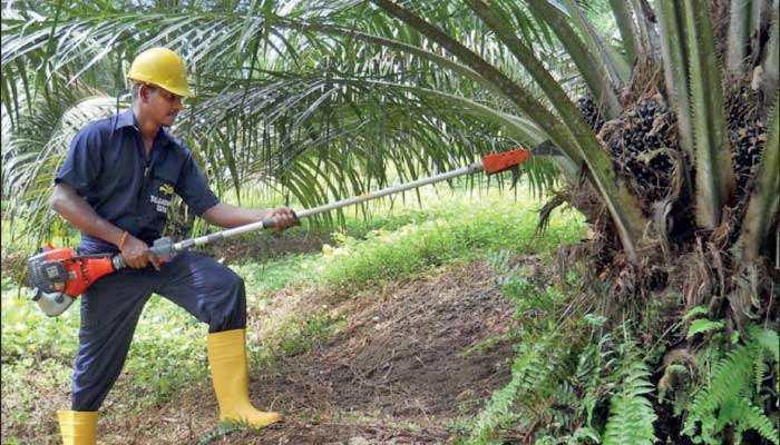 Import ban on palm oil cripples Sri Lanka’s edible oil sector, escalates economic woes