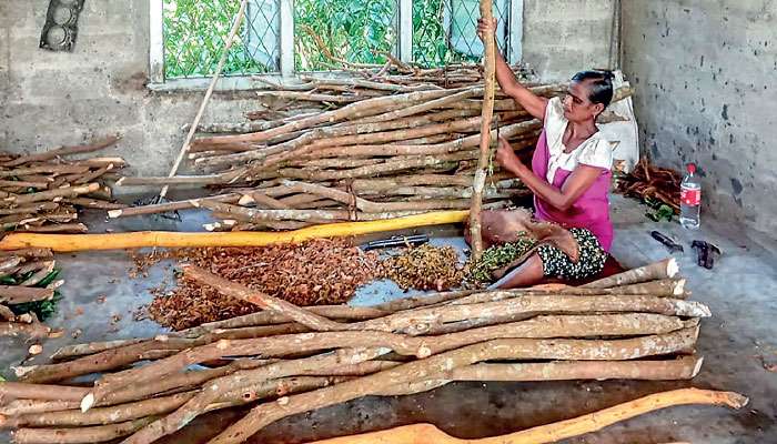 Changing patterns of cinnamon marketing in Sri Lanka