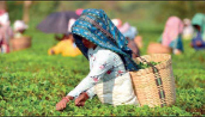 Tea exports dip in February, but two-month performance remains positive amid price gains